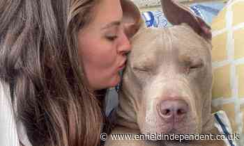 London owner of XL Bully dog who 'loves cuddles' feels 'targeted'