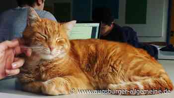 "Campus Cat" ist tot: das bewegte Leben des berühmtesten Katers von Augsburg