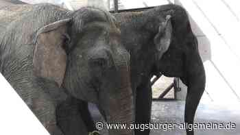 Augsburger Zoo gibt seine Elefantinnen nach Bulgarien ab
