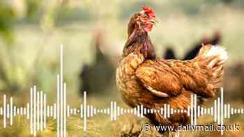 Do YOU speak chicken? Scientists say you can tell how birds are feeling based on their noises - so can you decipher these clucks?