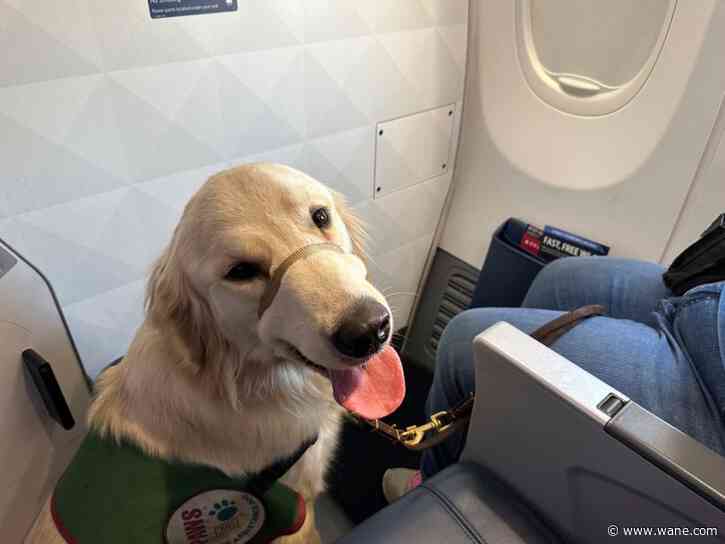 Puppies training to be future assistance dogs earn their wings at Detroit-area airport