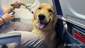 Puppies get trained at Detroit airport to be future assistance dogs