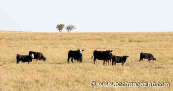 K-State cattle experts share options for pregnant and open cows