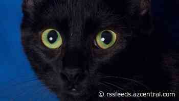 The black cat stigma: How did these felines become associated with bad luck and Halloween?