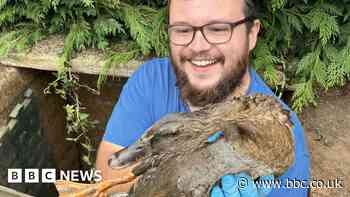 Isle of Wight: Duck stuck in drainage pipe rescued