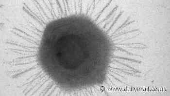 Researchers in China discover new virus lurking at the bottom of the world's deepest ocean trench