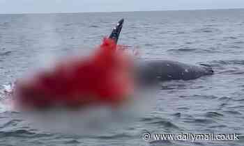 Unbelievable moment a humpback whale EXPLODES and releases a sea of blood - due to gory but fascinating natural phenomenon