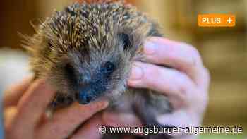 Kinder spielen mit Igel Fußball: Das sind die Folgen der Tierquälerei