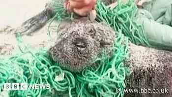 Seal pups trapped in fishing nets cut free by South Africa beachgoers
