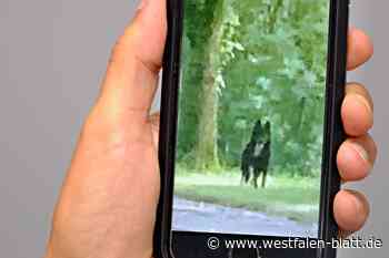 Streunender Hund macht Spaziergängern Angst