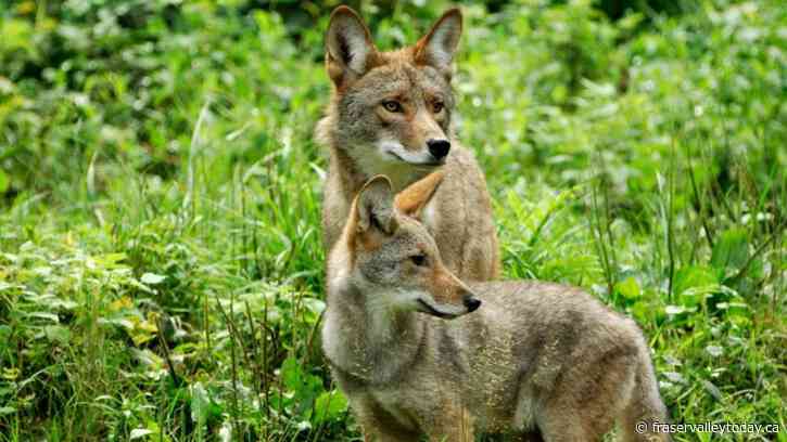 City of Mission issues public warning about aggressive coyotes