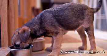 First three Brits infected with dog disease as condition spreads among pets