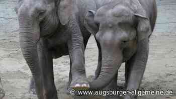 Umstritten: Zoo Augsburg stellt seine Elefantenherde neu auf