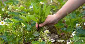 The 29p weed killer gardeners say is 'tried and tested' at clearing patio in two days