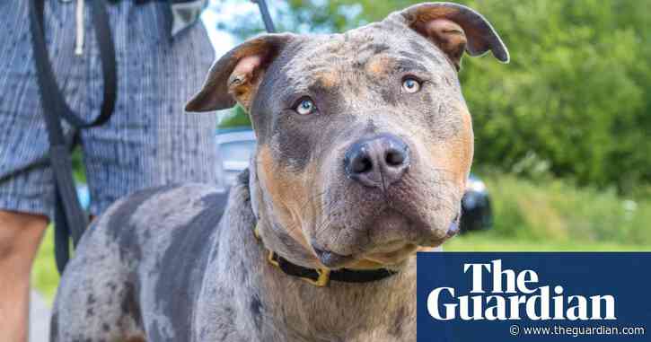 Bring back the dog licence – with a test | Letter