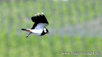 Vogelparadies Ainringer Moor: Geführte Wanderung am 30. September