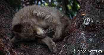 Bear cub euthanized in Jasper National Park after serious injury