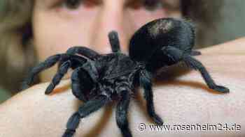 Lebende Riesenspinnen und Insekten: Ausstellung gegen Insectophobie