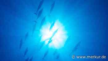 Meeresleuchten vor Kaliforniens Küste: Algenblüte lässt Delfine in blauen Farben erstrahlen