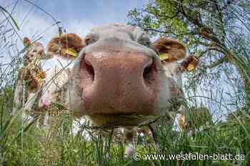 PETA stellt Anzeige gegen Landwirt im Kreis Höxter