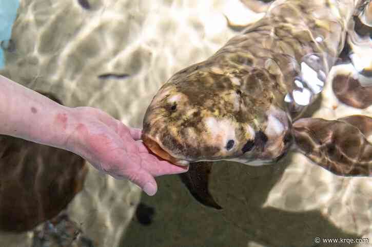Aquarium fish in San Francisco may be 100 years old, study finds