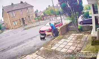 Victim 'traumatised' after violent dog attack as 'he looks like he'd been stabbed'