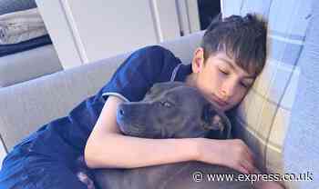 'XL Bully is a lifeline for my autistic son - they're no more dangerous than other dogs'