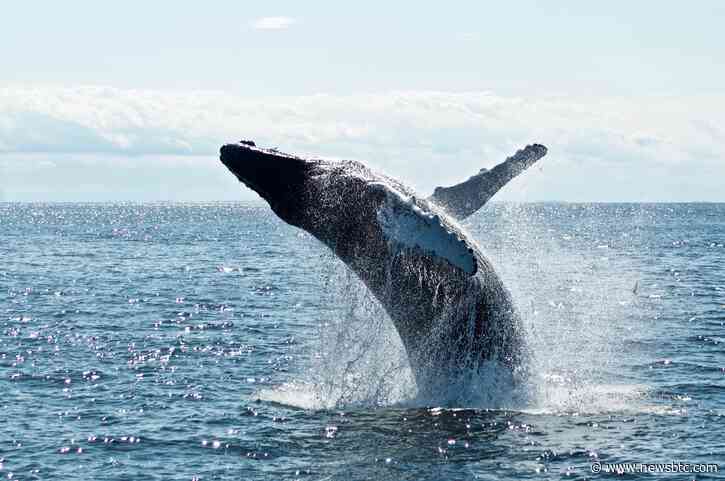 Whales Abandon Ship? Ethereum’s Value In Jeopardy As Major Holders Liquidate