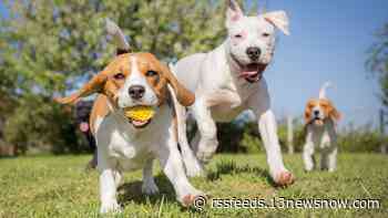 Cause for Paws returns to Portsmouth Festival Park for 15th year