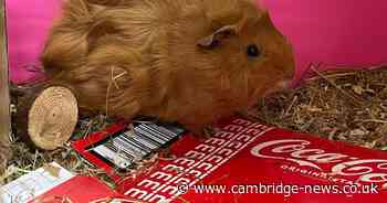 Abandoned guinea pigs rescued from locked cage during heatwave in city