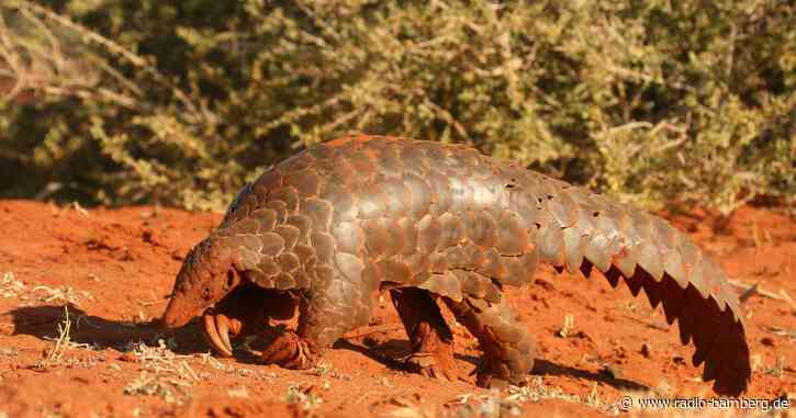 Auf den Spuren von Afrikas Pangolinen