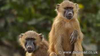 Poo from baboons, lemurs and pigs contains secret for treating ulcers in diabetes patients, UK researchers say