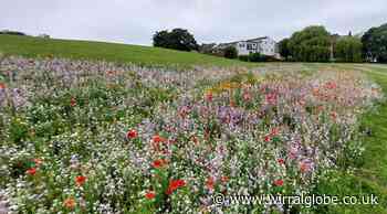 Pollinator sites across Wirral 'thriving' following £1.5m funding
