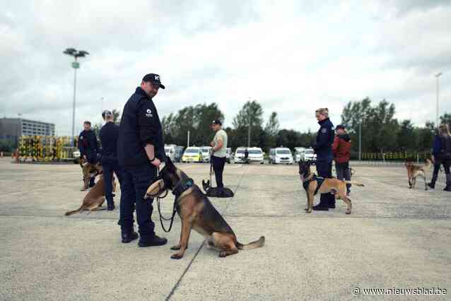 West-Vlaamse politie oefent met honden op afgesloten terrein De Lijn: “We stomen ze klaar voor extreme situaties”