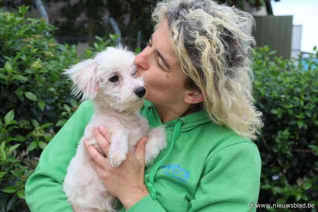 Asiel overstelpt met telefoontjes nadat maltezer Gio tegen brugleuning werd gesmakt: “Inzamelactie gestart om medische kosten te betalen”