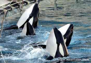 La justice nomme un expert pour ausculter deux orques de Marineland, l'association One Voice crie "victoire"