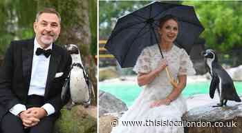 David Walliams and Geri Halliwell among celebs at London Zoo