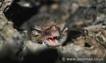 It might sound bat crazy, but these disease-riddled cave-dwelling creatures of the night might hold the key to curing CANCER