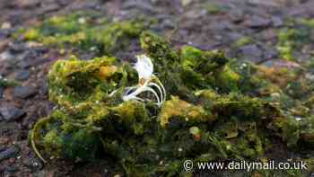 Warning over toxic green 'mashed potato' foam that can kill dogs in just 24 HOURS: Pet owners warned about poisonous algae seeping into rivers, lochs and ponds that's lethal to animals