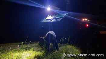 New video shows bear captured at Disney World's Magic Kingdom released in Ocala National Park