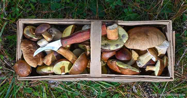 Vorsicht beim Pilze sammeln!