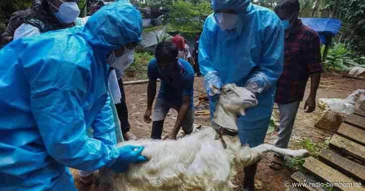 Nipah-Virus in Südindien: Hinweise für Reisende