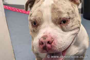 County Durham man given five-year dog ban after being filmed beating his puppy