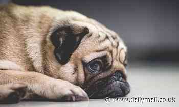 Is this why pugs and bulldogs are still so popular? Humans see flat-faced dogs as child-like and can't resist helping them, study finds