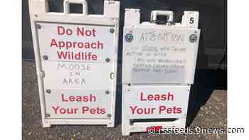 Moose attacks woman and her dog on Colorado hiking trail