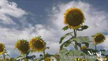 County grows sunflower patch decoy to keep influencers off farms