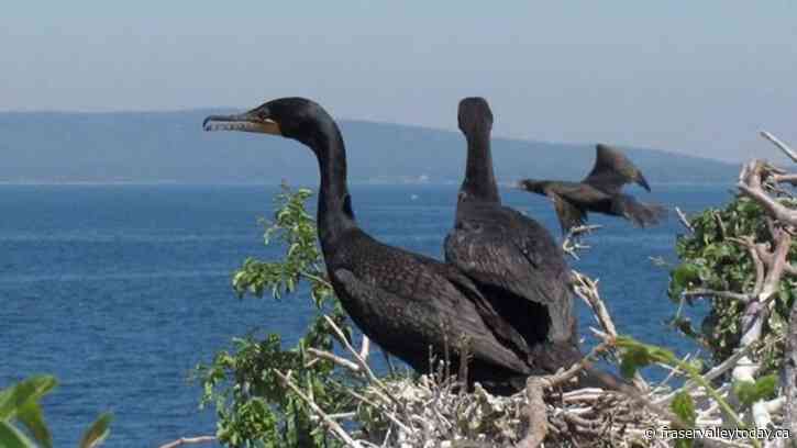 Nesting cormorants — and their droppings — are taking over a harbour in Nova Scotia