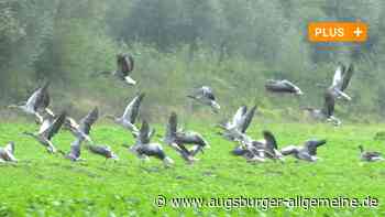 Gänsejagd am Plessenteich kann nicht verboten werden – was ist die Lösung?