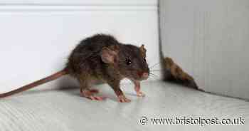 Ways to keep rats away from your garden and bird feeders as population hits peak