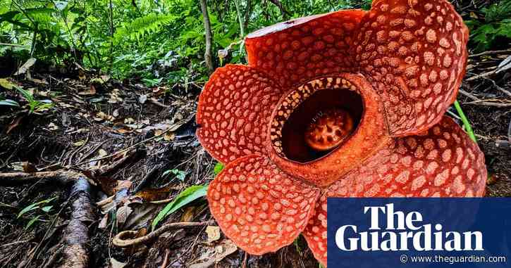 The world’s largest – and stinkiest – flower in danger of extinction, scientists say